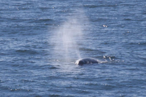 Gray Whales at Depoe Bay, Oregon