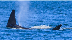 Orcas Island Trip
